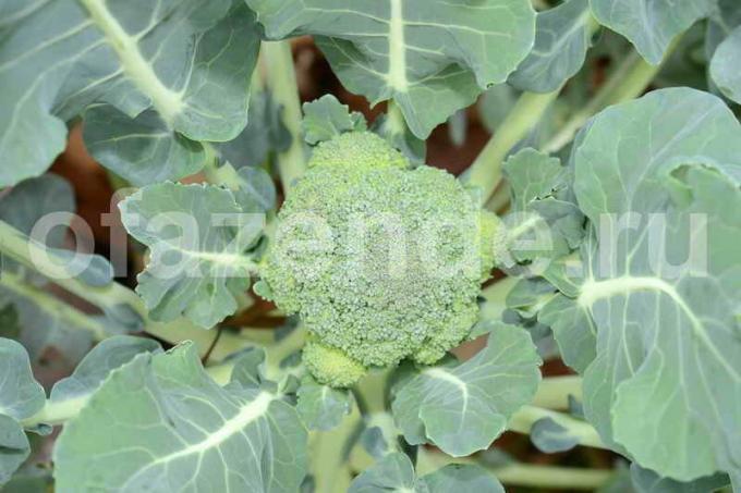 Growing brokoļus. Ilustrācija rakstu tiek izmantota standarta licenci © ofazende.ru