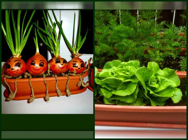Kā augt "zaļo" dārzu uz palodzes, lai jūs varētu mieloties ar vitamīniem garšaugiem, neatstājot mājas