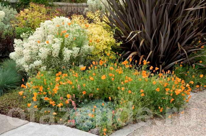 Brīvus mūžzaļie augi jūsu dārzā: padomi dārznieki