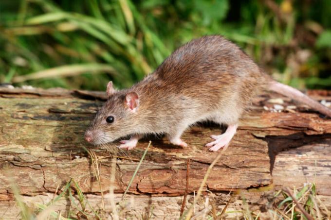 10 idejas par to, kā atbrīvoties no pelēm lauku mājā (arī tikai pārbaudītas līdzekļus!)