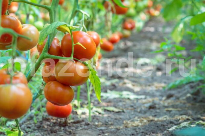 Visizplatītākās šķirnes sarkano tomātu