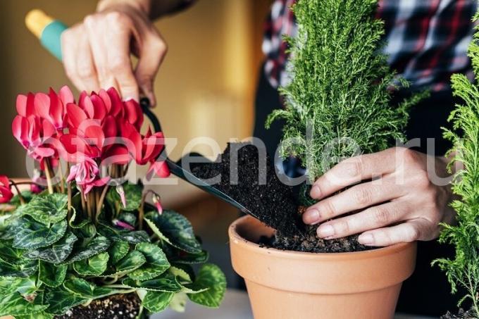 Rūpes par augiem. Ilustrācija rakstu tiek izmantota standarta licenci © ofazende.ru
