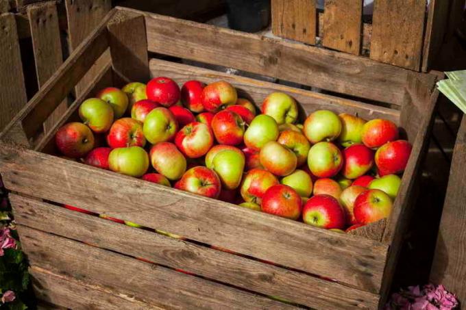Uzglabāšana ābolu kastes. Ilustrācija rakstu tiek izmantota standarta licenci © ofazende.ru