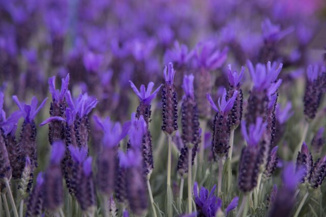 Ziedi ir bāli violets