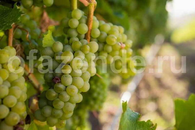 Growing vīnogas. Ilustrācija rakstu tiek izmantota standarta licenci © ofazende.ru