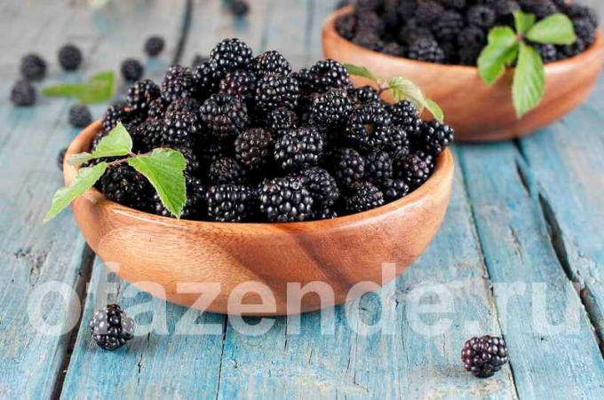 Blackberry jūsu dārzā: veidi, apraksts un audzēšana