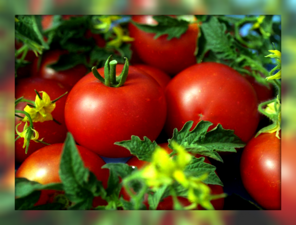 5 labākie rezultātā dod nepretenciozs un cukura-saldu rūķu tomātu šķirnes jūsu dārzam