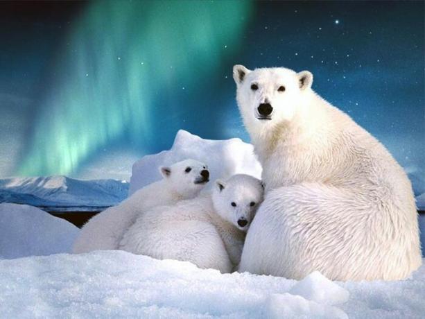 Uz Svalbāras ir vairāk nekā tūkstoš sugu polārlāčiem.