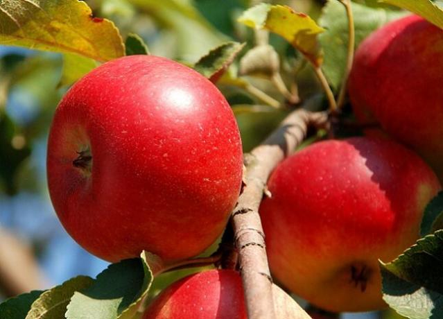 Growing āboli. Ilustrācija rakstu tiek izmantota standarta licenci © ofazende.ru