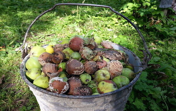 Kāpēc satrunējis ābolu nenostāda kompostā: 4 iemesli