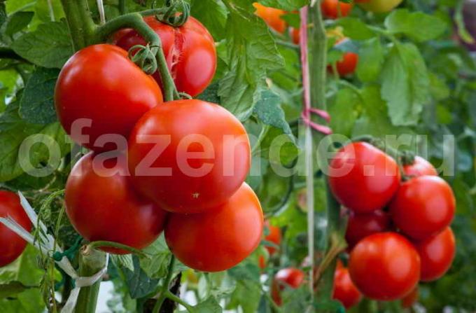 Nogatavojušies tomāti. Ilustrācija rakstu tiek izmantota standarta licenci © ofazende.ru