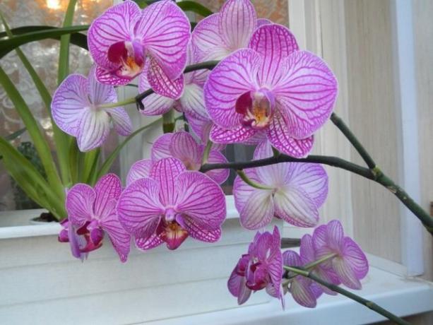 Ko darīt ar kātiņu orhideja pēc ziedēšanas, lai nākamo nākt ātrāk