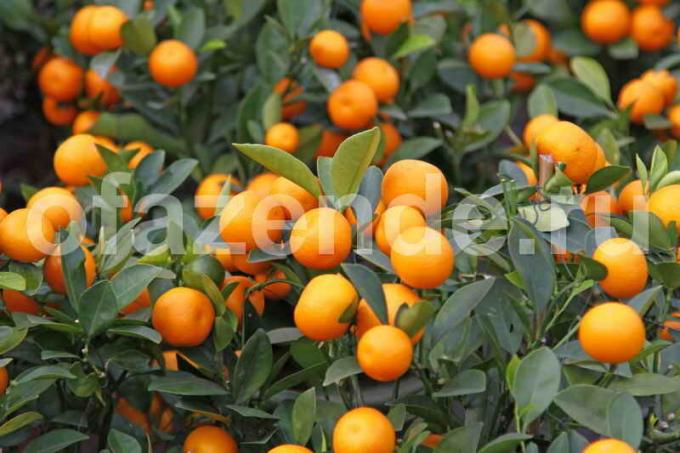 Growing mandarīns koku. Ilustrācija rakstu tiek izmantota standarta licenci © ofazende.ru