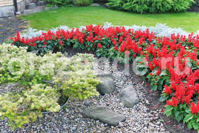 Flower gulta starp klintīm: Tips dārznieki
